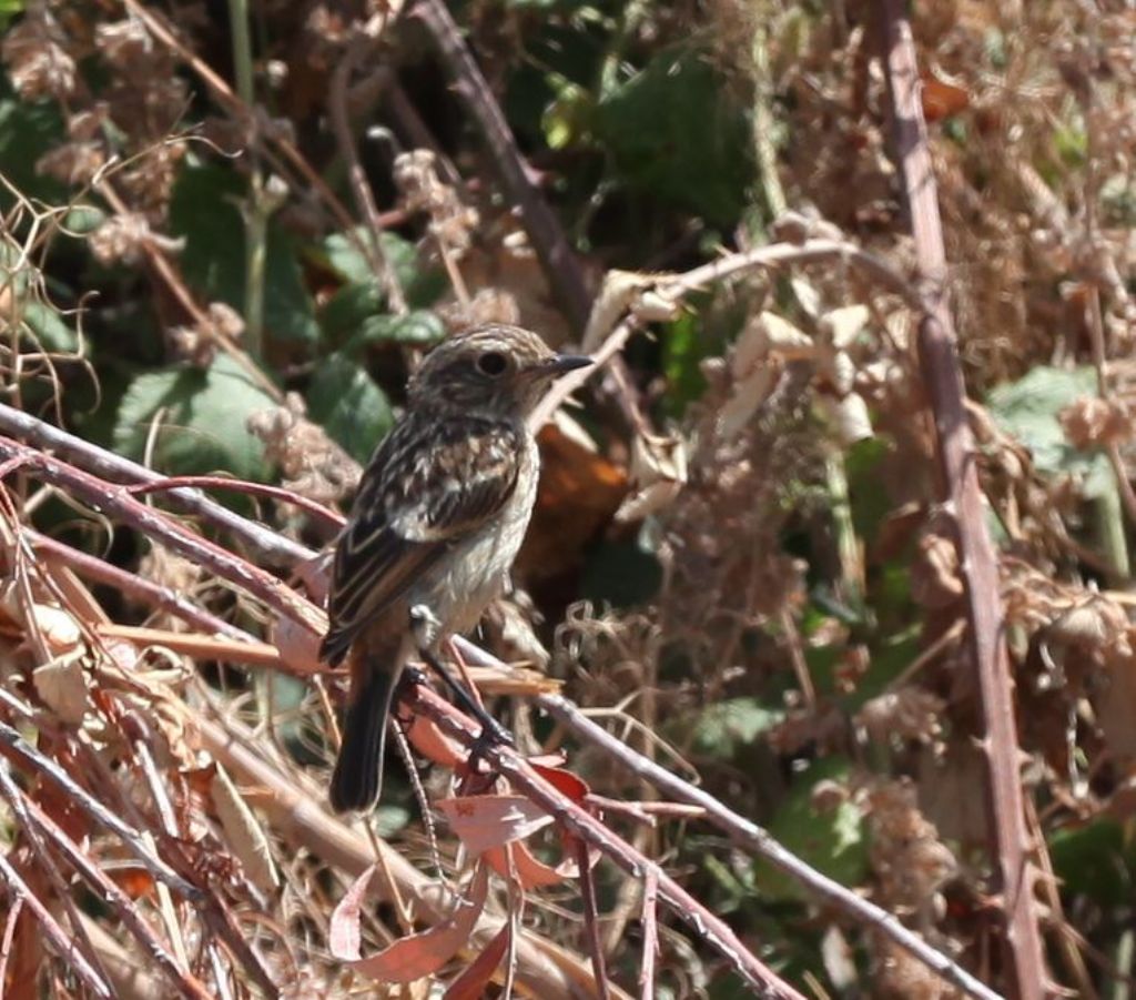 Saltimpalo (Saxicola torquatus), giovane