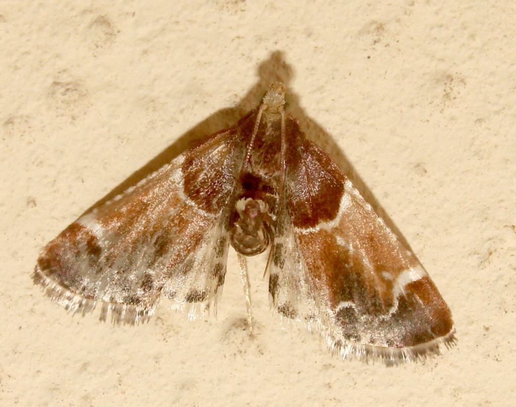 Pyralis farinalis -  Pyralidae