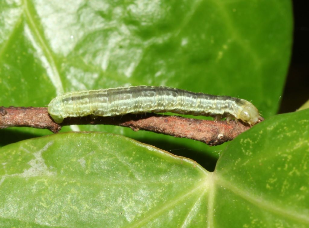 Larva 2