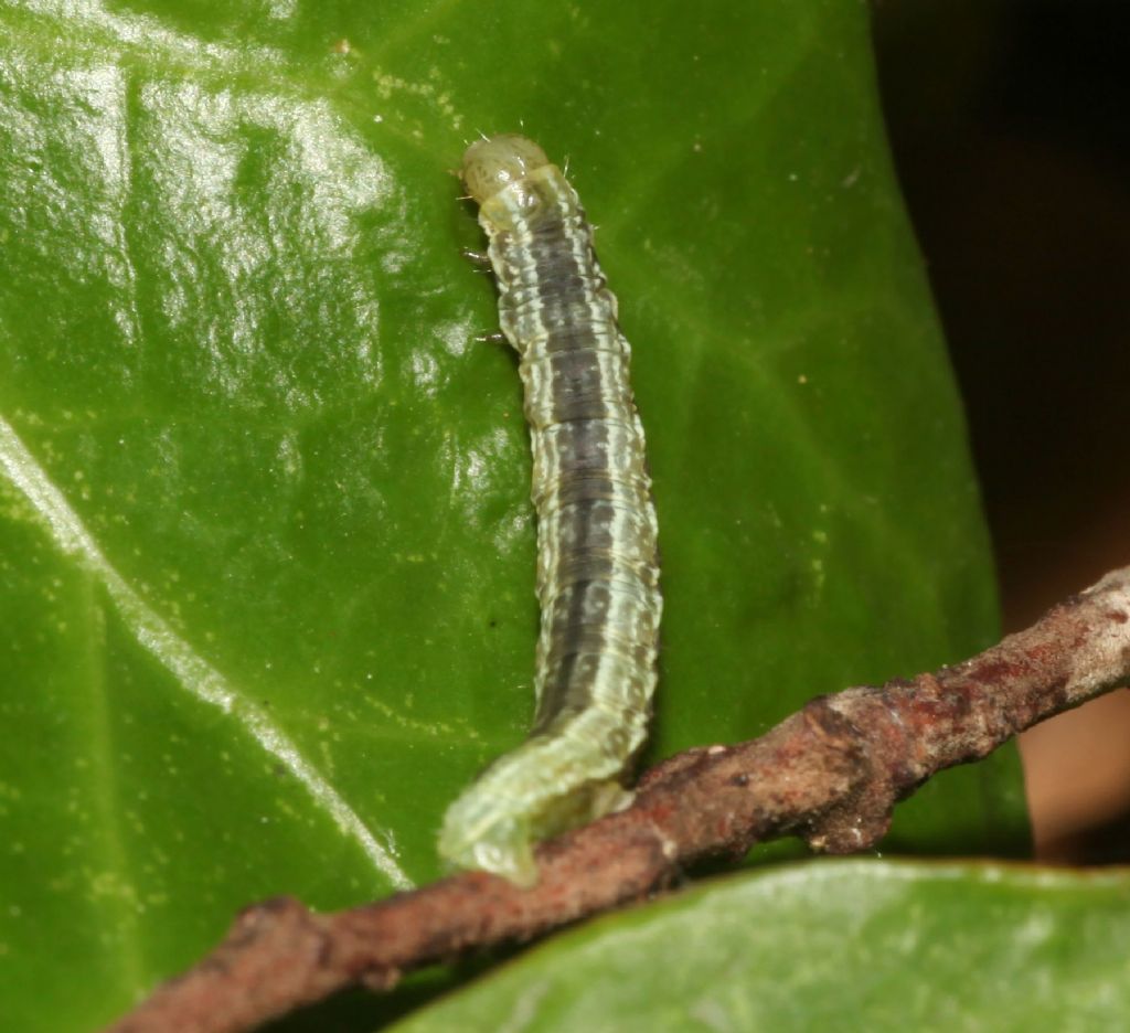 Larva 2