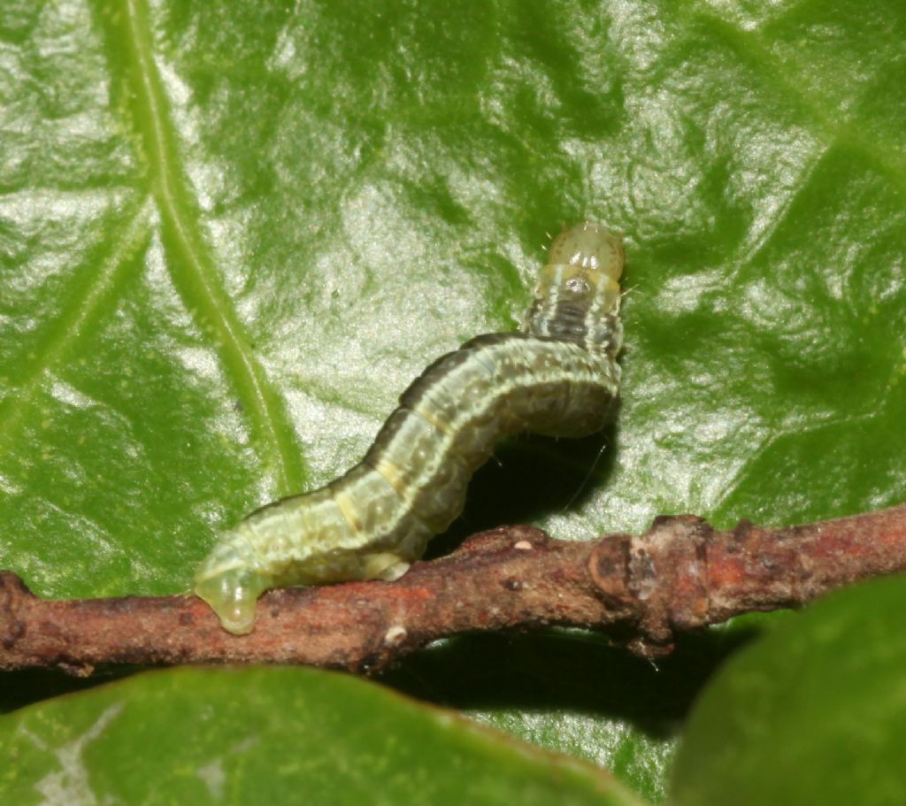 Larva 2