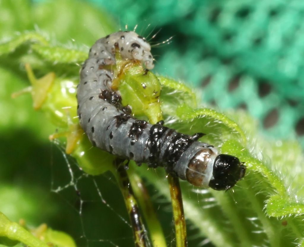 Larva 3