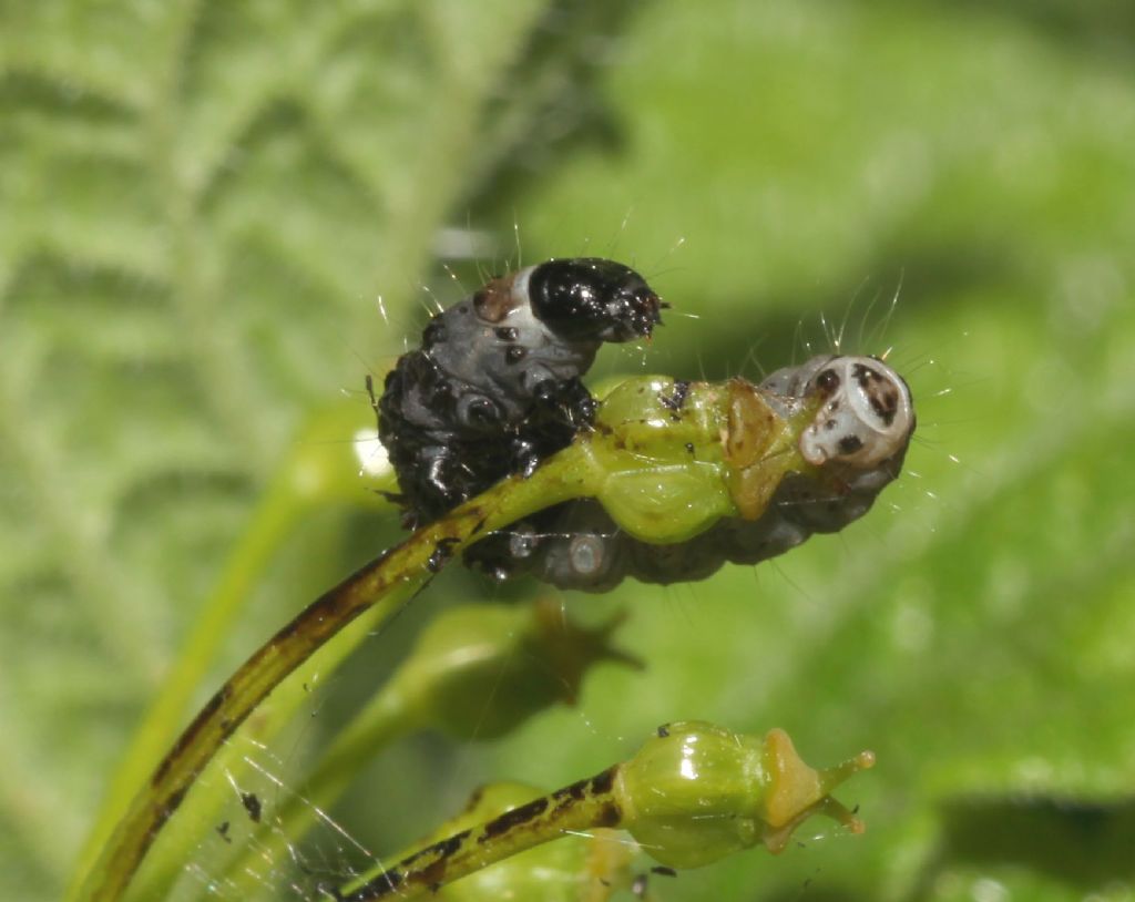 Larva 3
