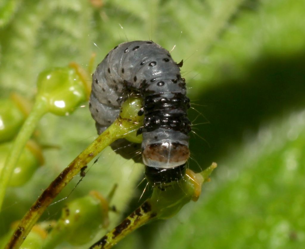 Larva 3