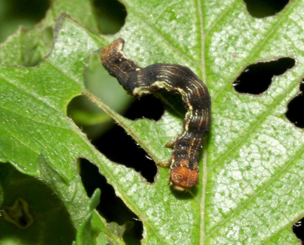 Larva 1