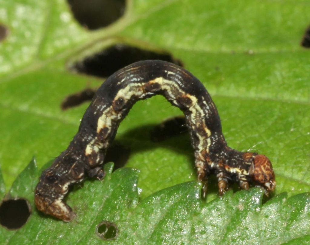 Larva 1