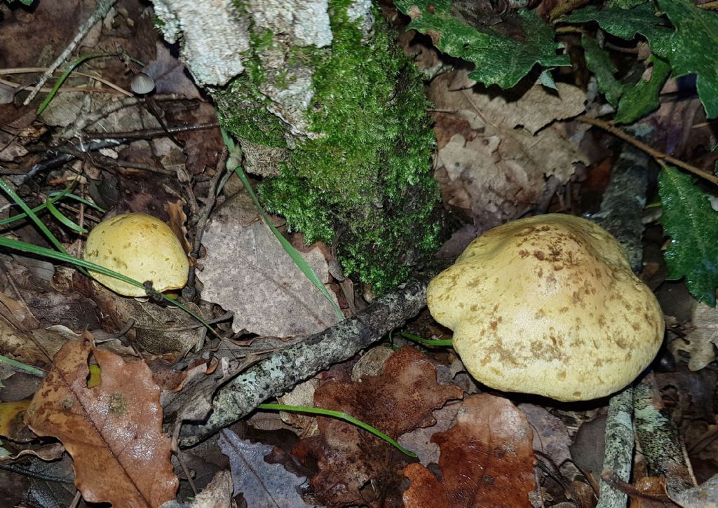 Tricholoma cfr. sulphureum