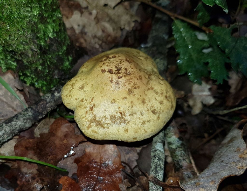 Tricholoma cfr. sulphureum