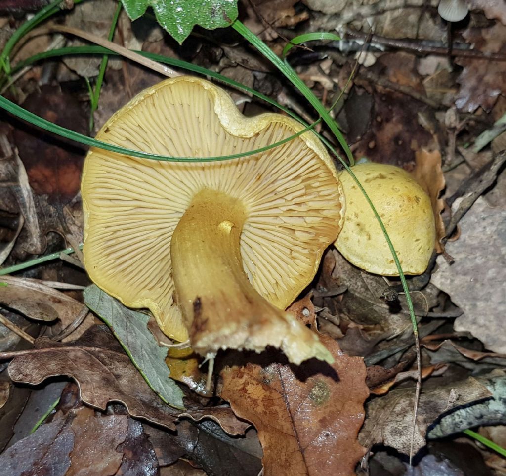 Tricholoma cfr. sulphureum