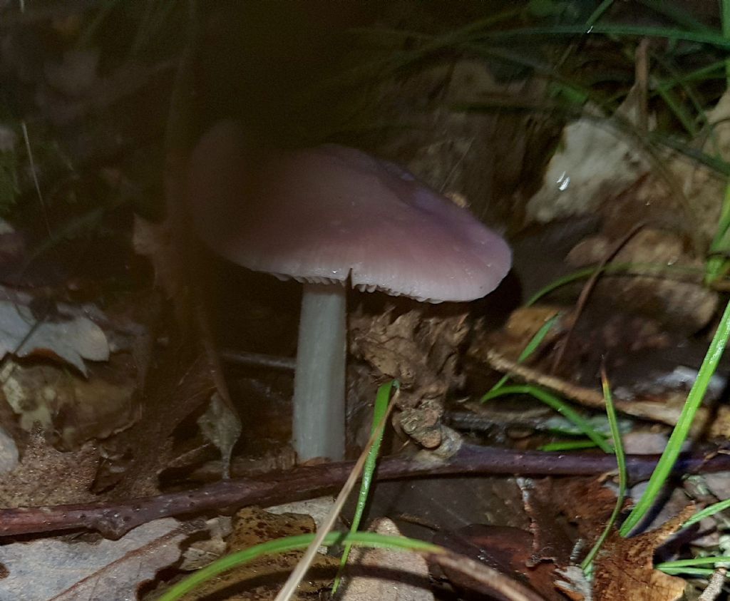 2� da determinare.