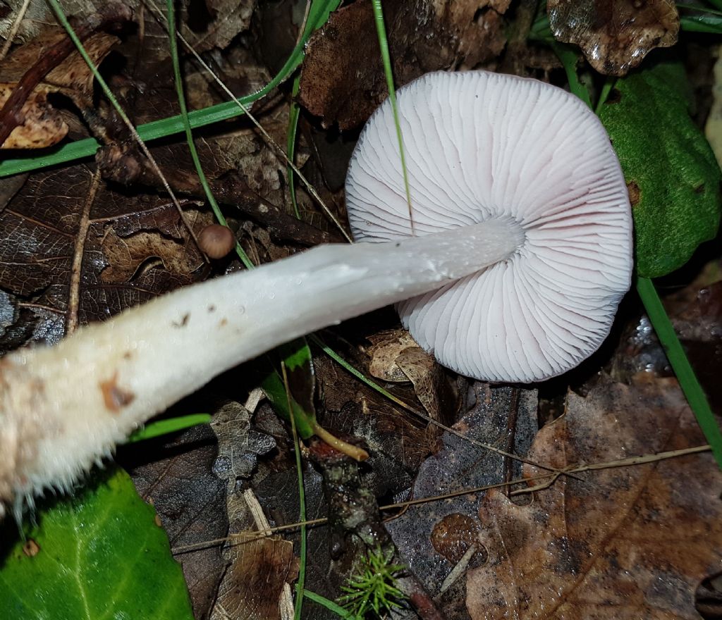 2� da determinare.