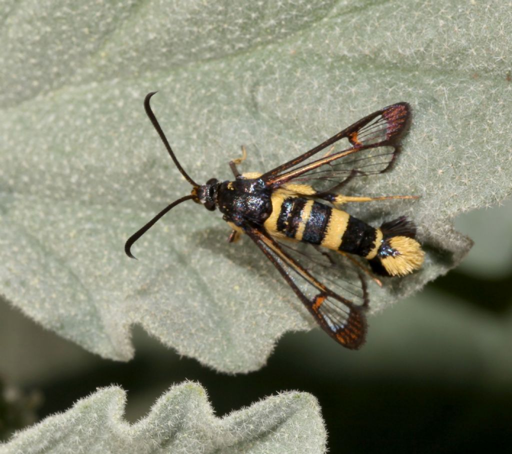 Sesiidae: Bembecia? No, Synanthedon codeti, femmina