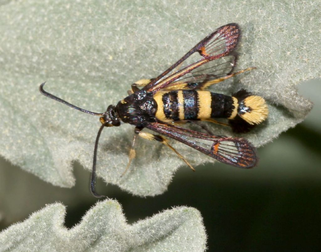 Sesiidae: Bembecia? No, Synanthedon codeti, femmina