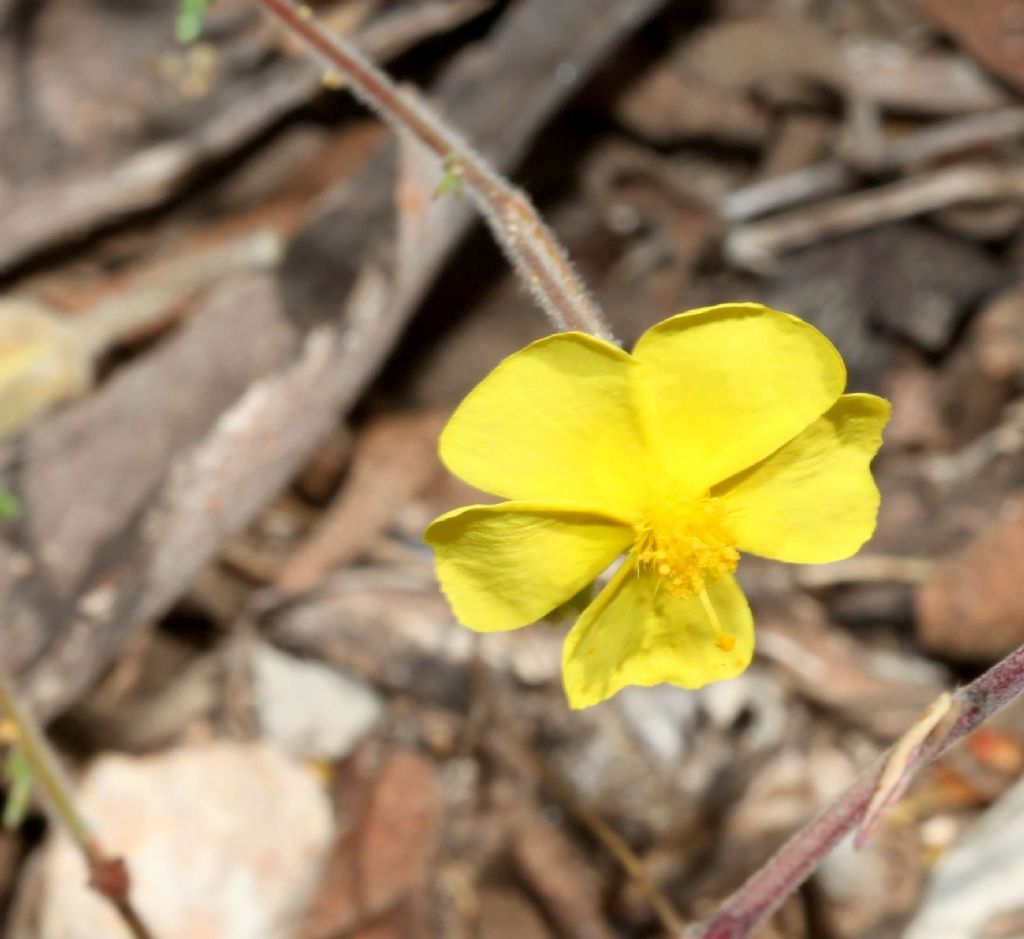 Fiori gialli di fine luglio:  Fumana sp.  (Cistaceae)