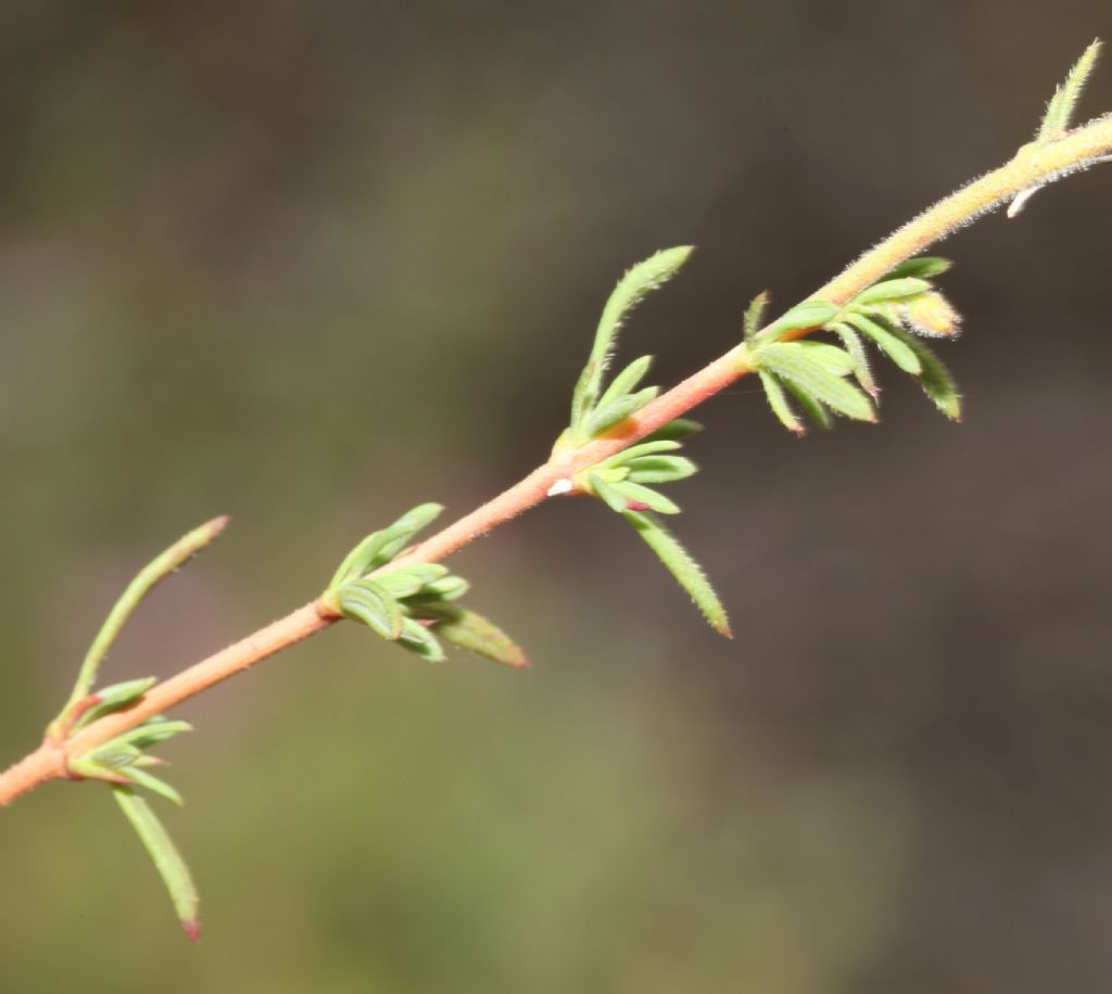 Fiori gialli di fine luglio:  Fumana sp.  (Cistaceae)
