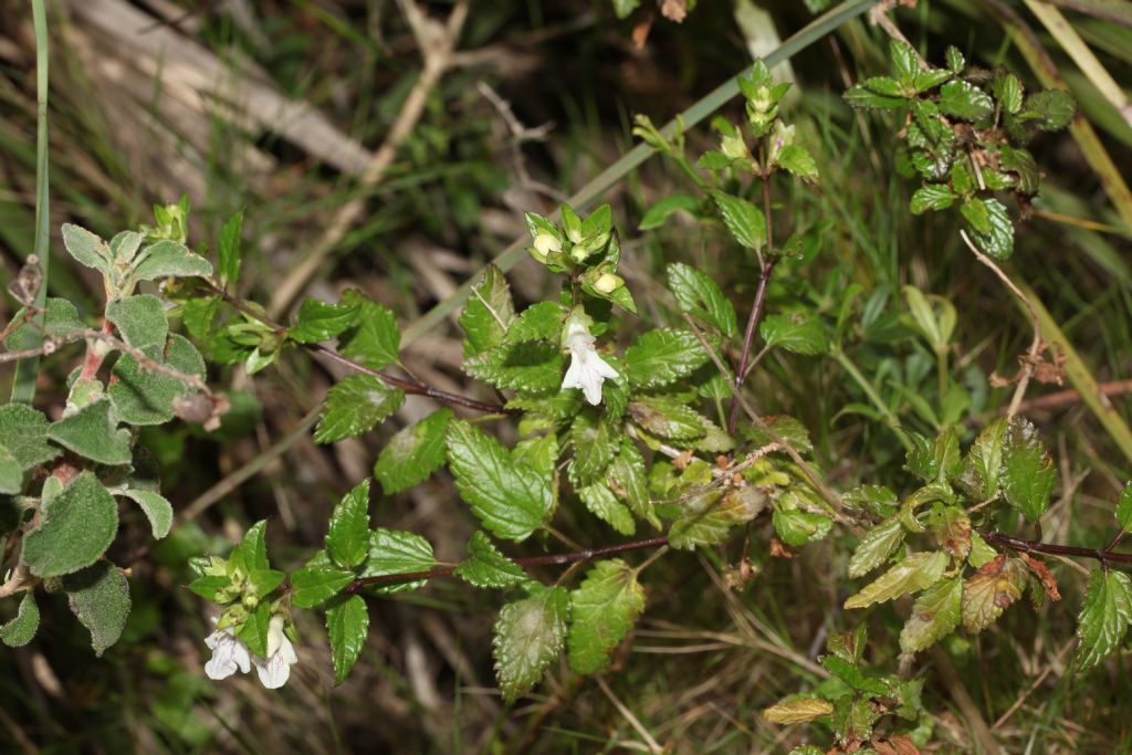 Stachys major