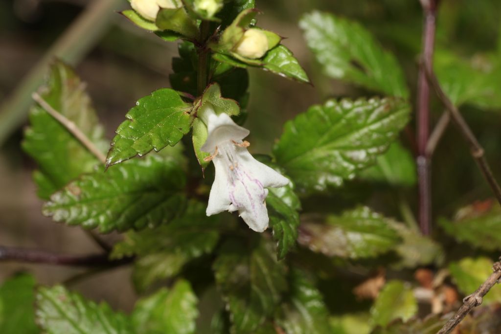 Stachys major