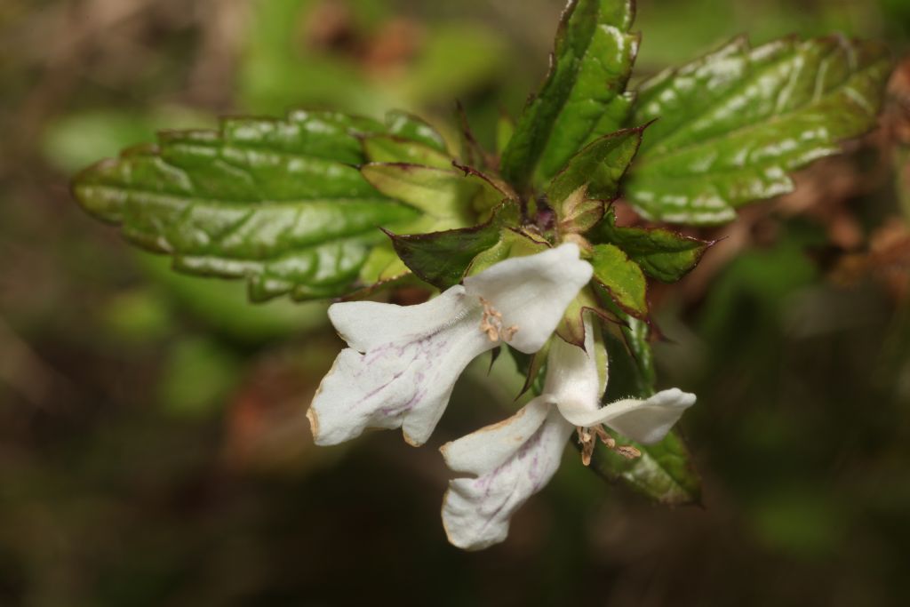 Stachys major