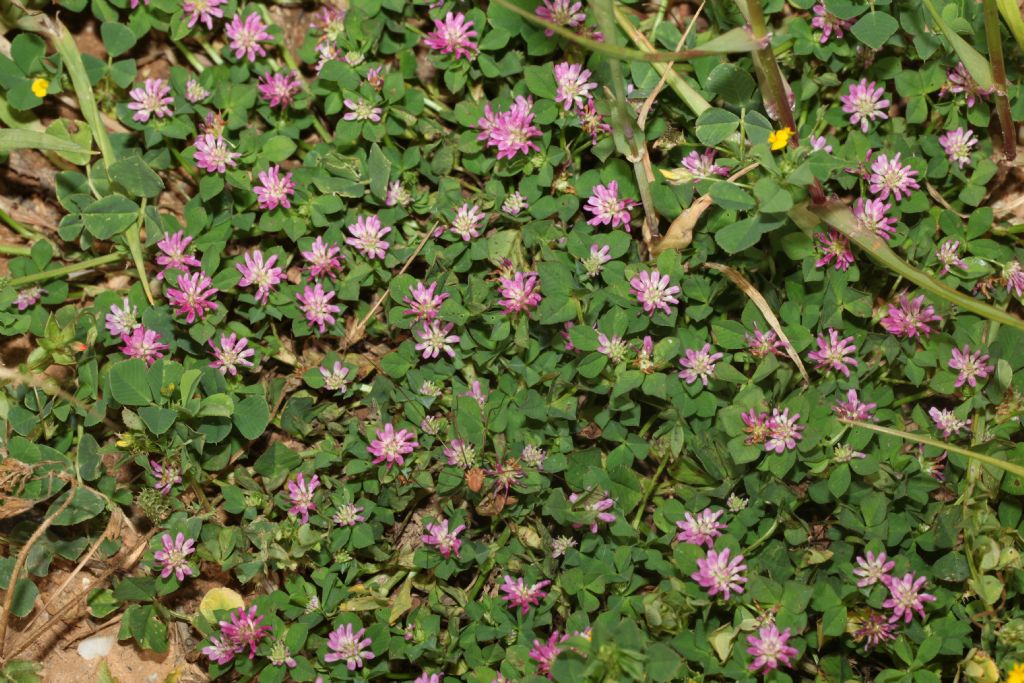 Microtrifoglio: Trifolium resupinatum