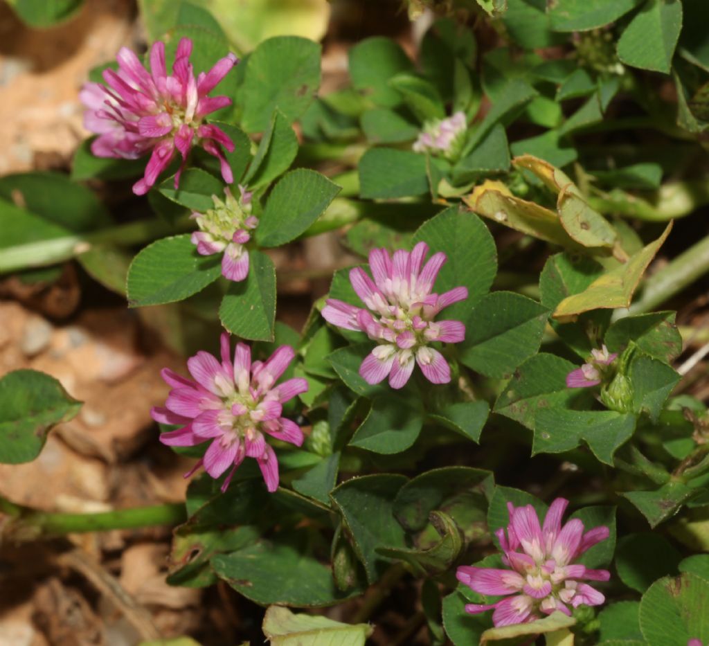 Microtrifoglio: Trifolium resupinatum