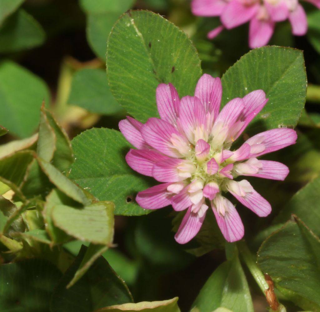 Microtrifoglio: Trifolium resupinatum