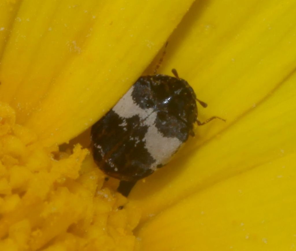 Dermestidae su Glebionis coronaria: Anthrenus gr. pimpinellae