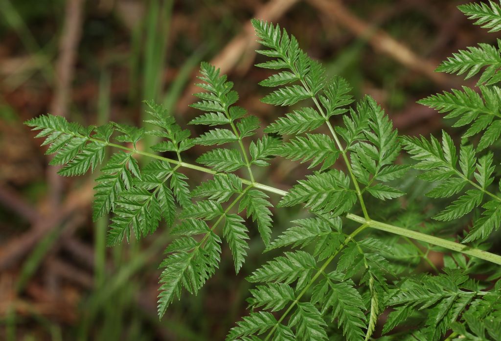 Cicuta ?  S, Conium maculatum