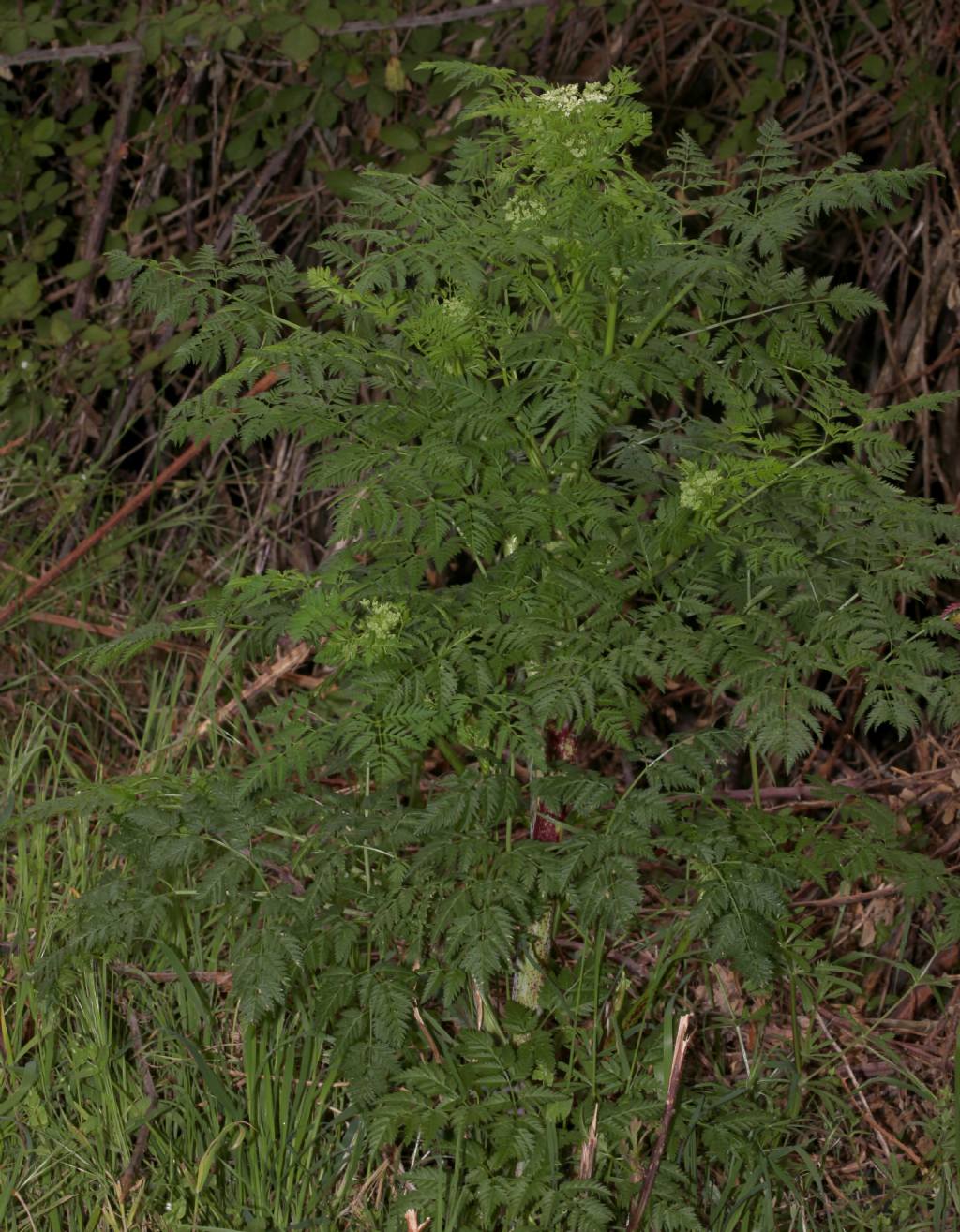 Cicuta ?  S, Conium maculatum