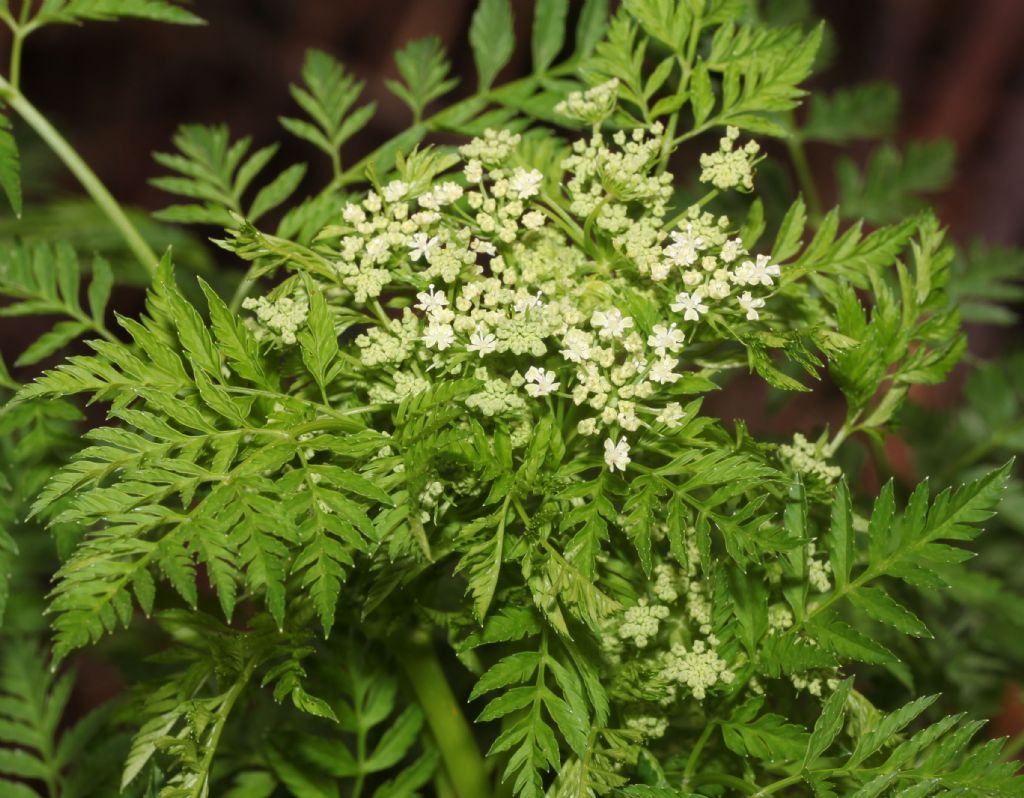 Cicuta ?  S, Conium maculatum