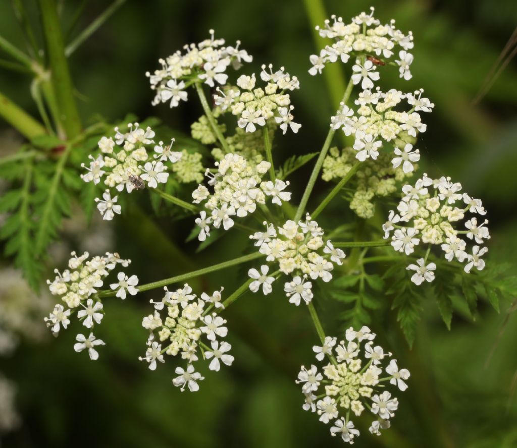 Cicuta ?  S, Conium maculatum