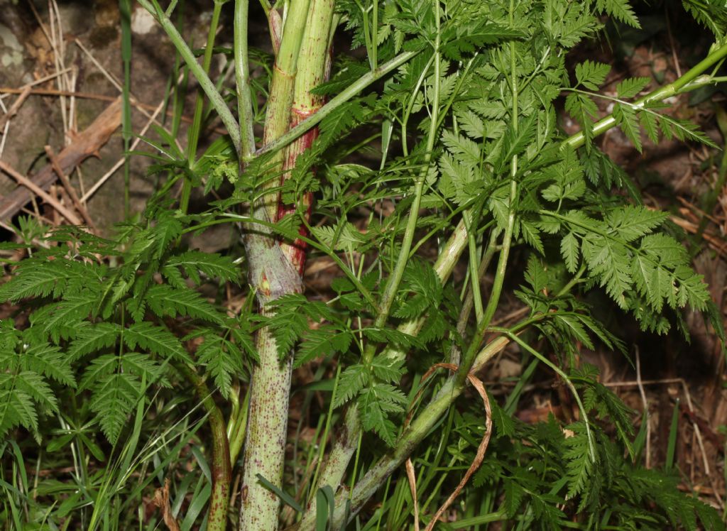 Cicuta ?  S, Conium maculatum