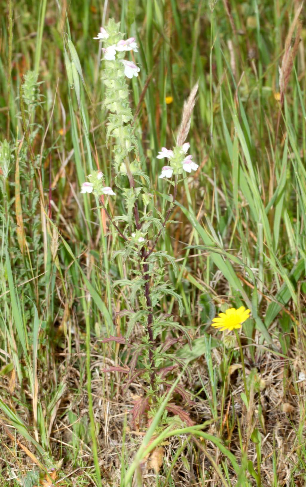 Bellardia trixago (Orobanchaceae)