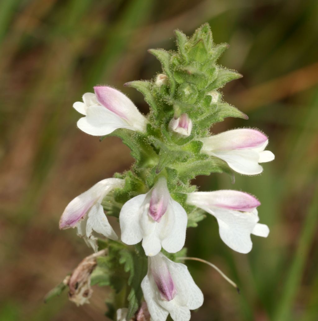 Bellardia trixago (Orobanchaceae)