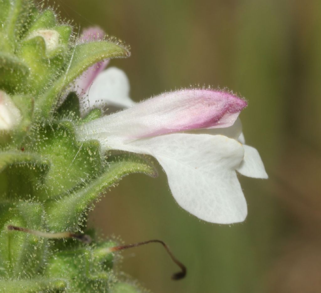 Bellardia trixago (Orobanchaceae)