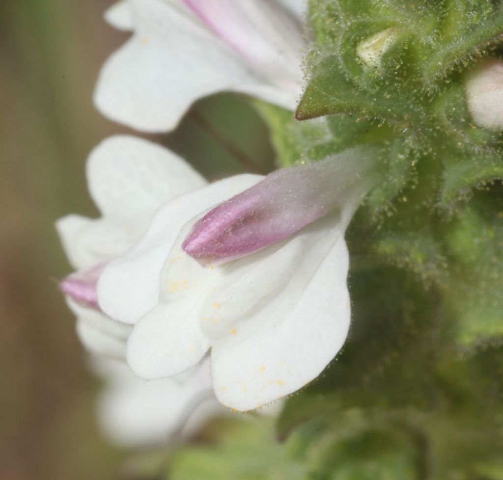 Bellardia trixago (Orobanchaceae)