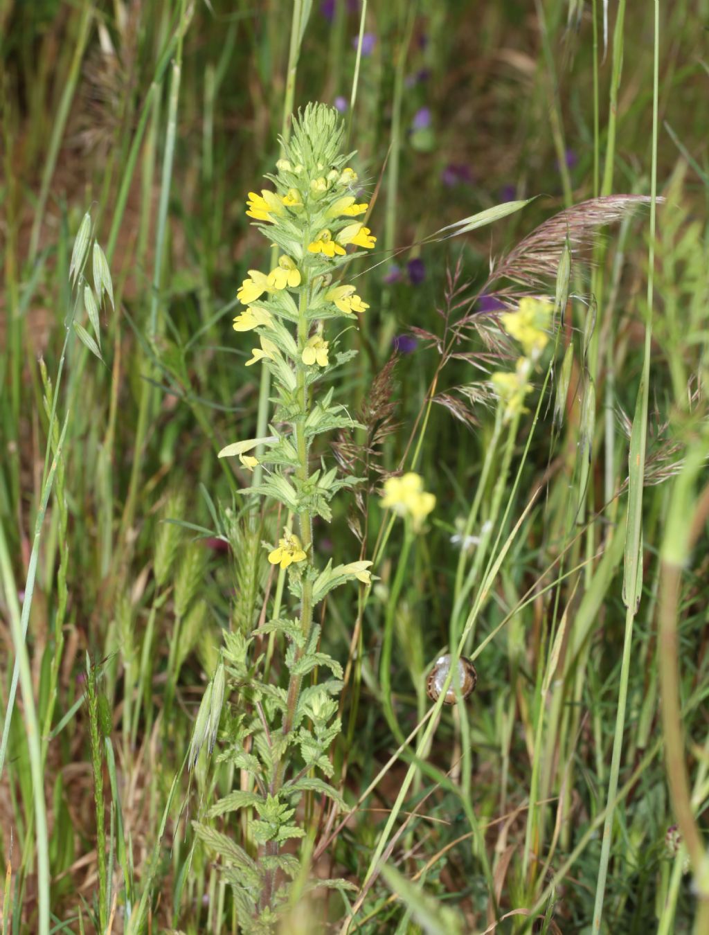 Bellardia viscosa (Orobanchaceae)