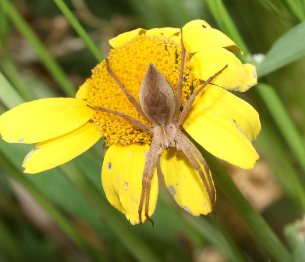 Pisaura mirabilis - Uri (SS)