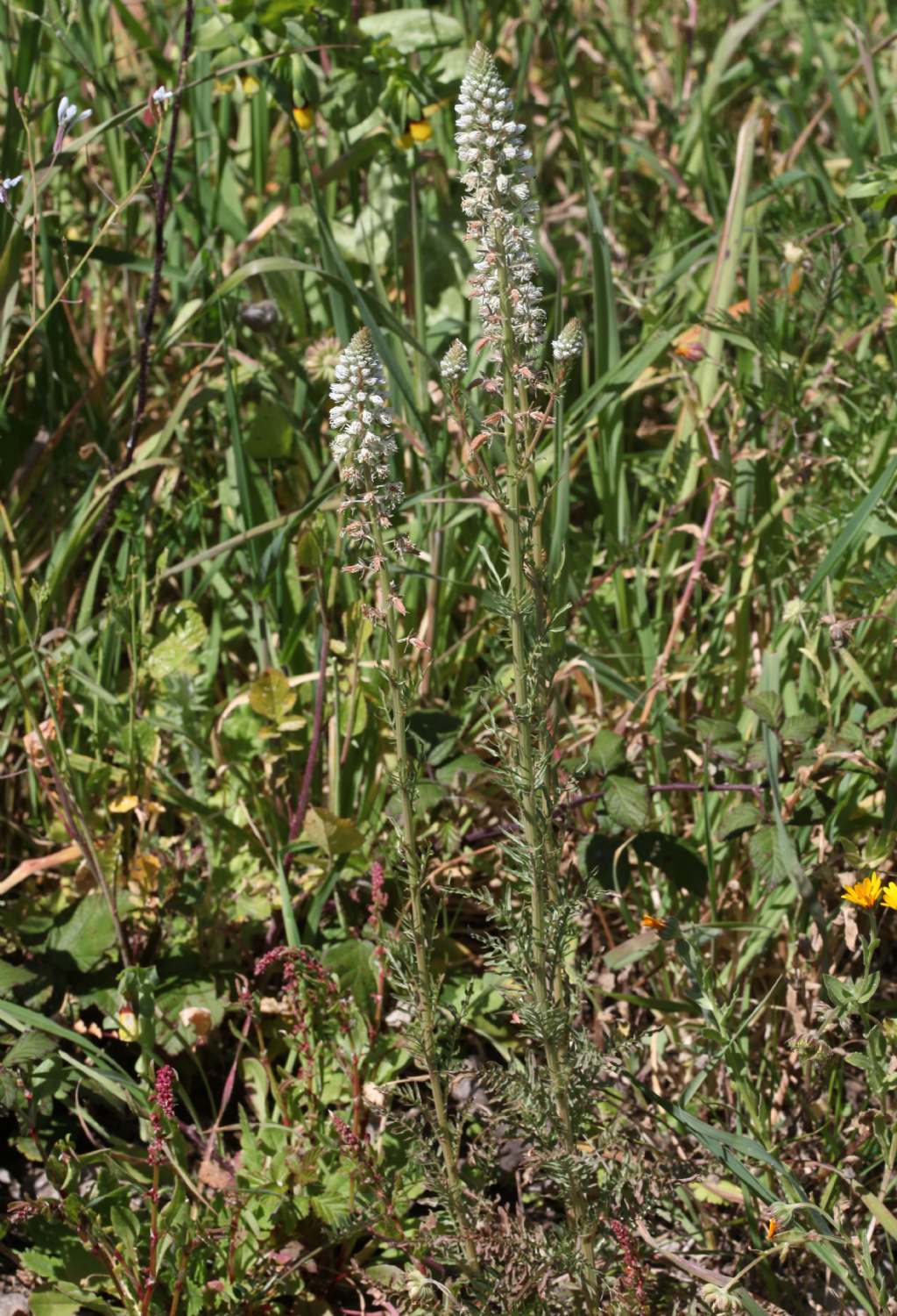 Reseda alba