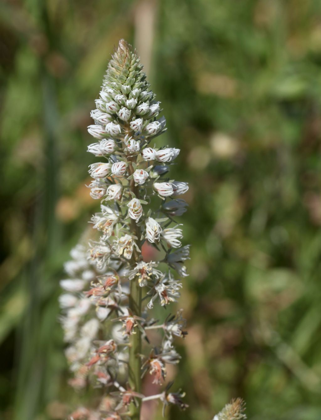 Reseda alba