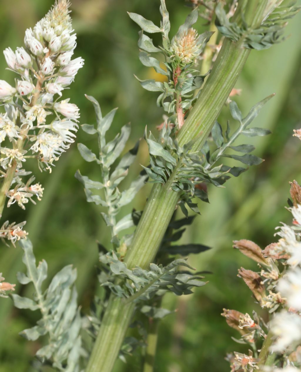 Reseda alba