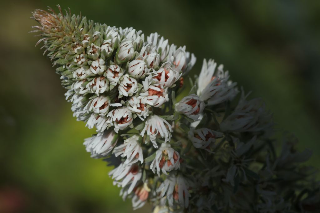 Reseda alba