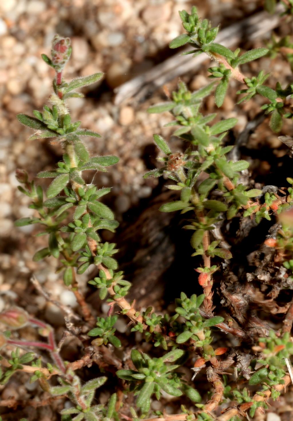 Fumana arabica (Cistaceae)