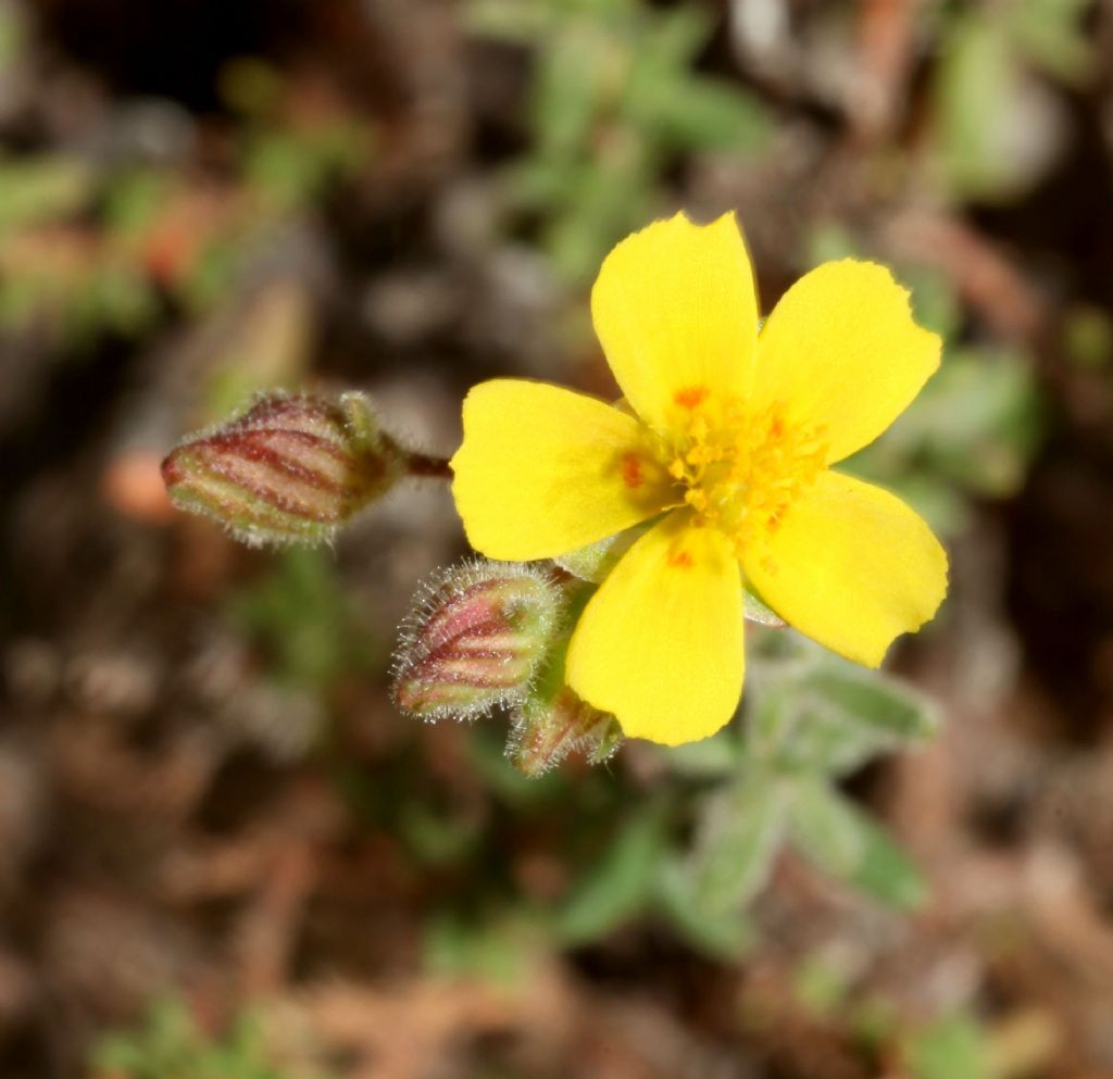 Fumana arabica (Cistaceae)