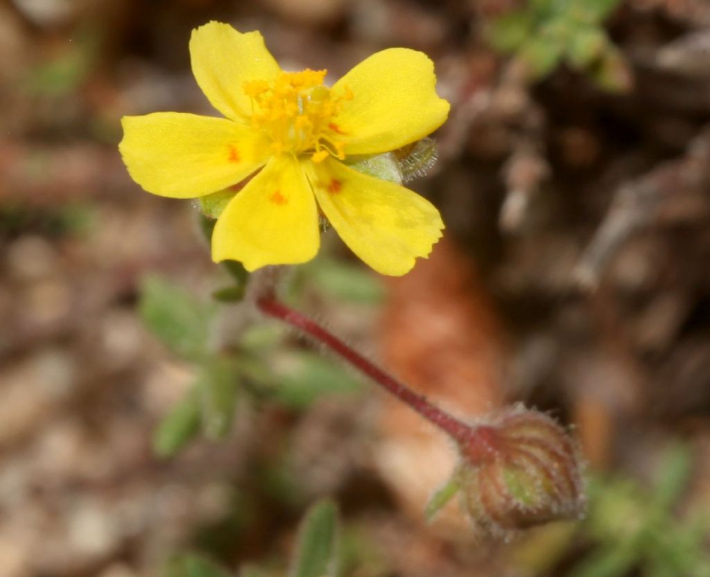 Fumana arabica (Cistaceae)