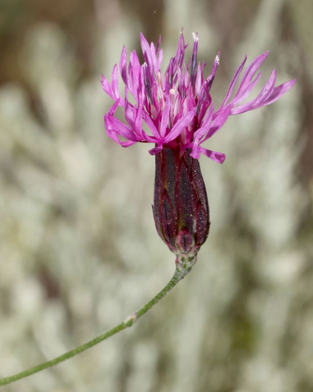 Crupina crupinastrum