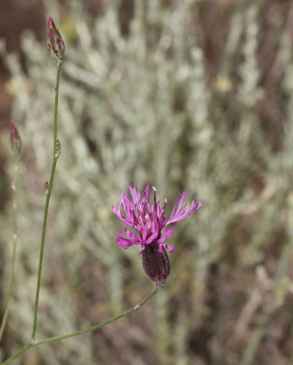 Crupina crupinastrum