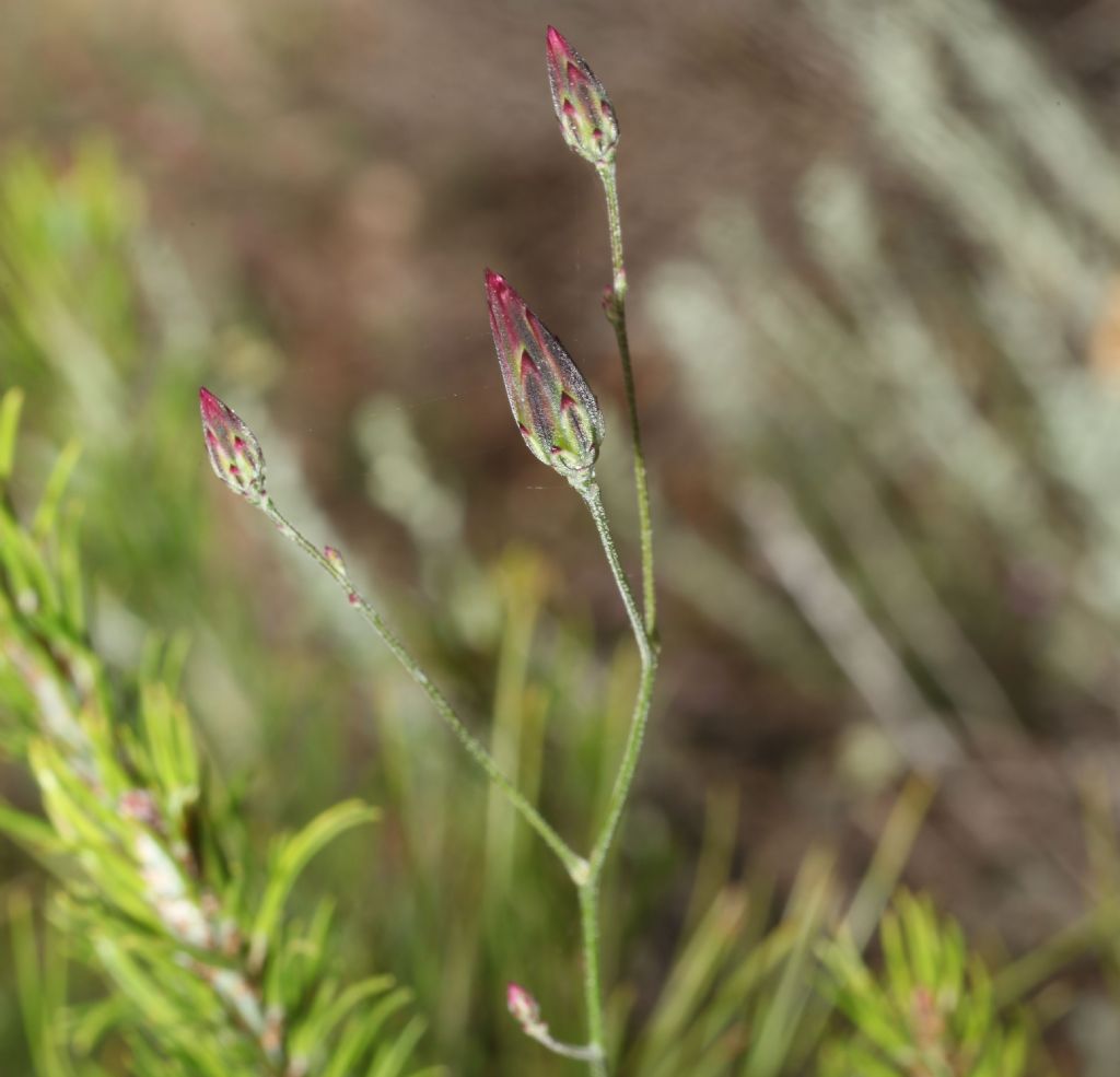 Crupina crupinastrum