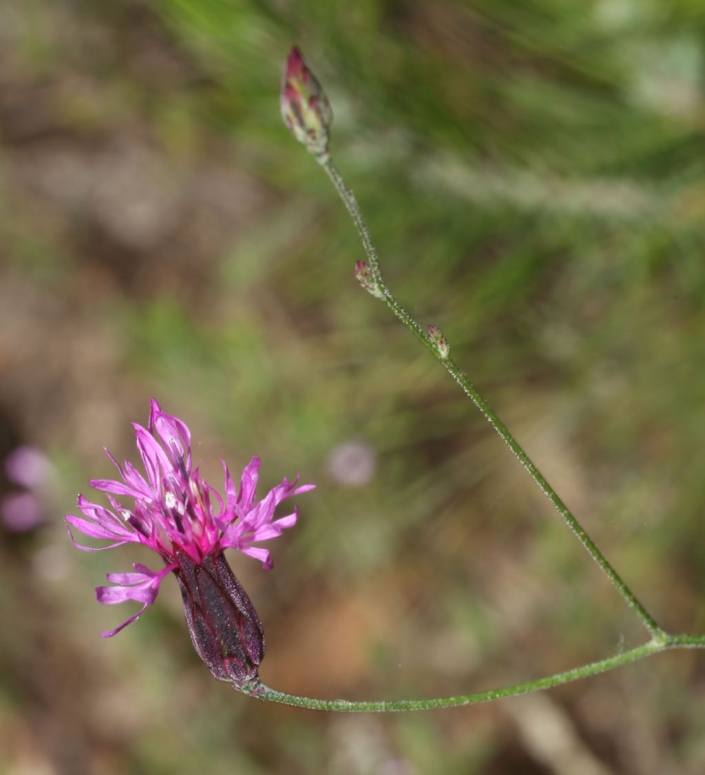 Crupina crupinastrum