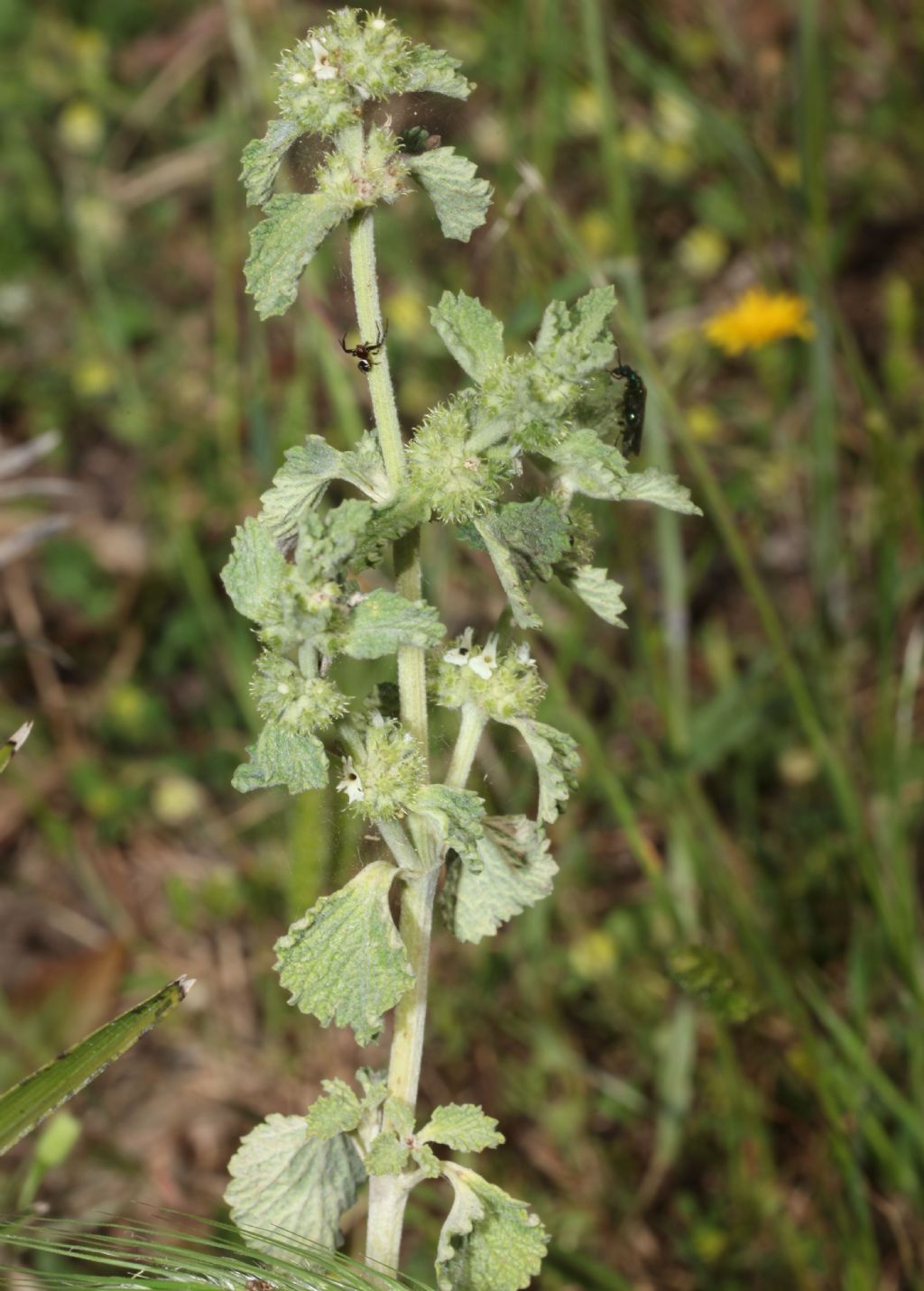 Marrubium vulgare ? S