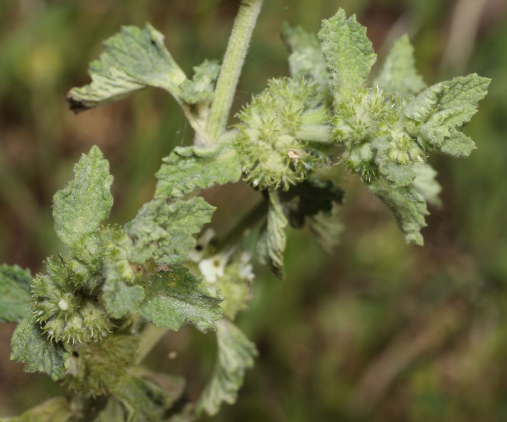 Marrubium vulgare ? S